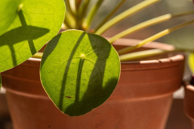 Kineski novac