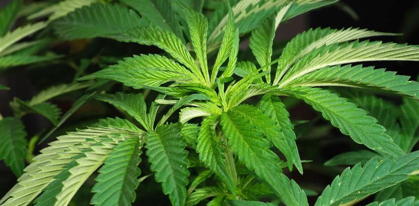 Gimnazjaliści domagają się legalizacji marihuany