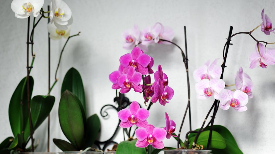 Phalaenopsis jest jednym z najładniejszych storczyków - Anna Khomulo/stock.adobe.com