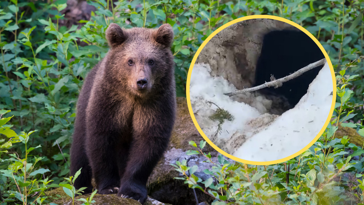 Tajemnice tatrzańskiej przyrody:. Tak wygląda niedźwiedzia sypialnia od środka