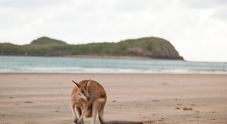 A wallaby (not pictured) was rescued from the waters at Trinity Beach in Cairns.Getty Images