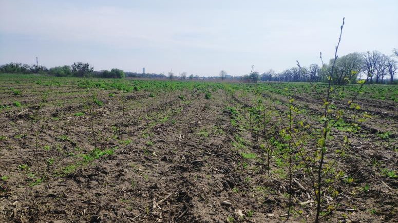 Las powstaje na obszarze wydzielonym przez ulice Ćwiczebną, Ślazową i Nowaka-Jeziorańskiego