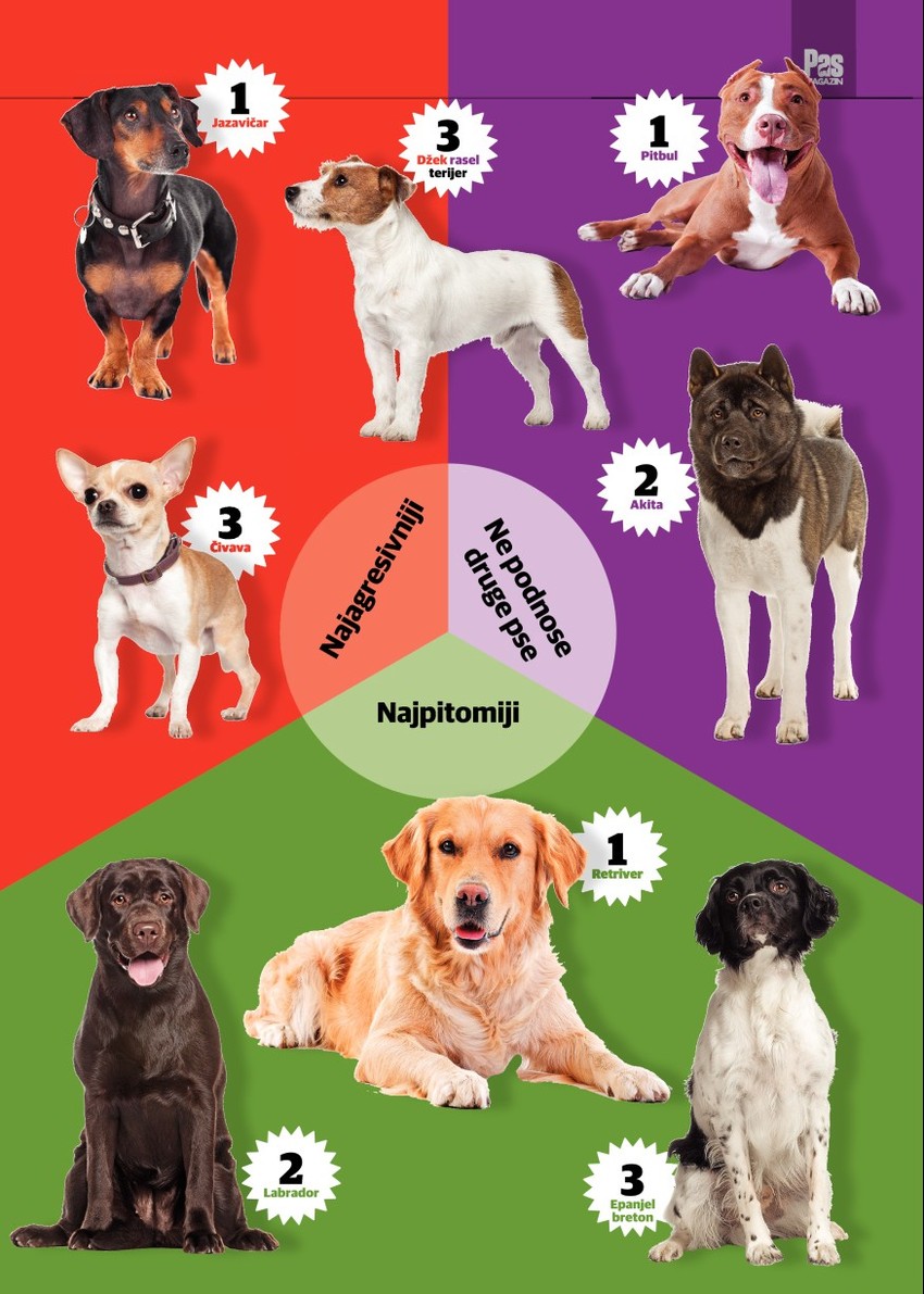 Najagresivniji psi pripadaju takozvanim malim rasama