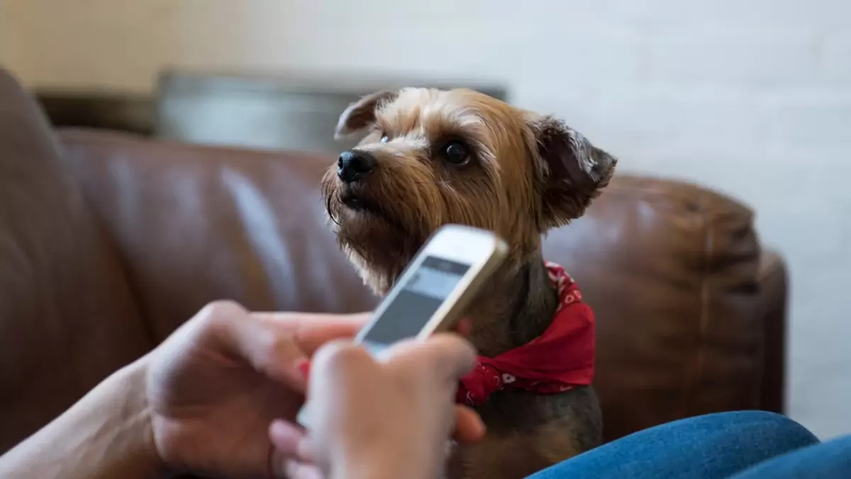 Stworzyła telefon dla psów. Jego działanie jest banalnie proste