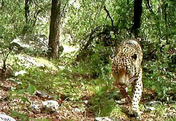 Kamery uchwyciły jedynego żyjącego na wolności jaguara w Stanach Zjednoczonych