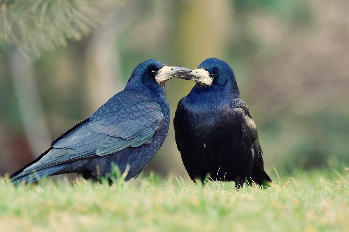 Gawrony w miastach mają coraz gorzej