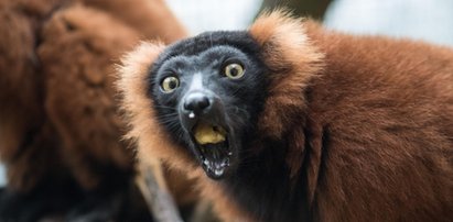 Lemur z łódzkiego zoo odbuduje ginący gatunek!