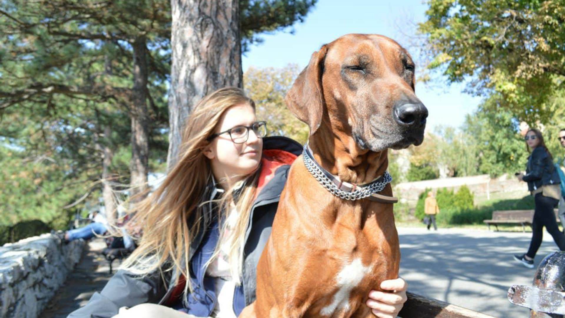 "Novogodišnja rasveta u Beogradu mi je ubila psa"