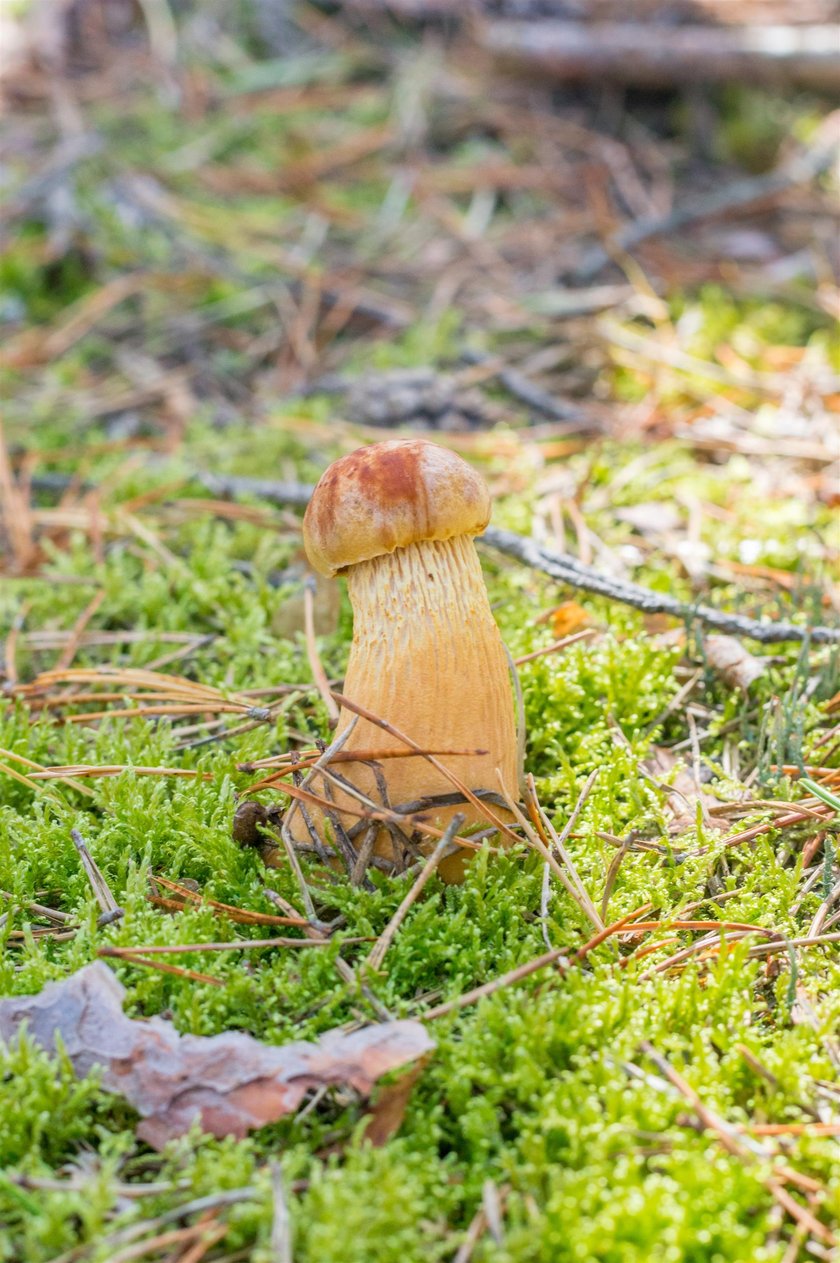 Złotoborowik wysmukły (Aureoboletus projectellus)