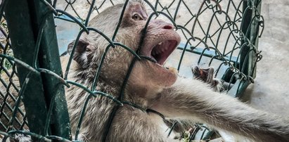 Makabra w sklepie zoologicznym. W koszach truchła papug, zagłodzone na śmierć małpy i 50 martwych chomików