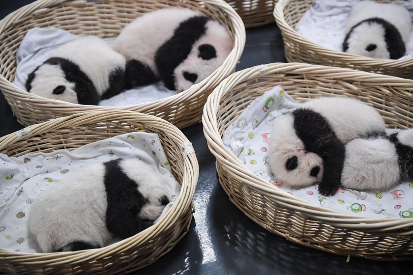 Przedszkole dla pand w Chengdu. Najsłodsze miejsce na świecie!