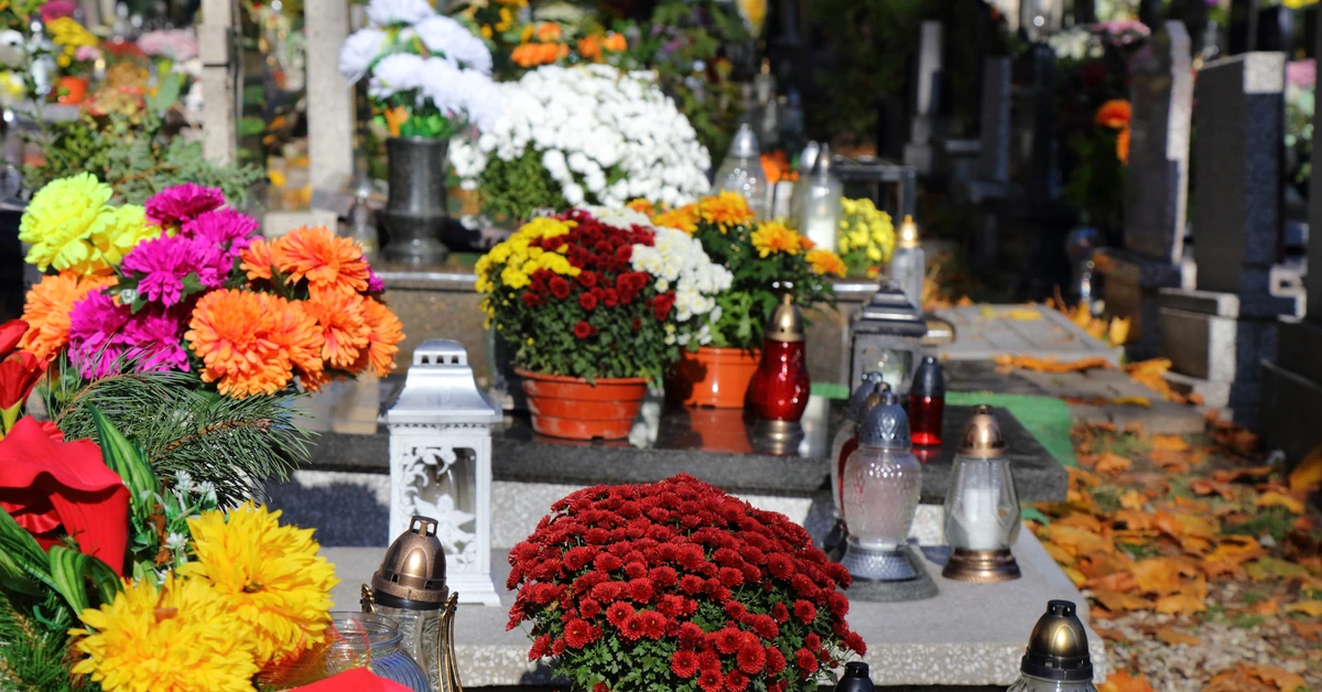 Ceny chryzantem w doniczkach 2025 - ile kosztują chryzantemy w tym roku? Ile kosztuje chryzantema na cmentarz?