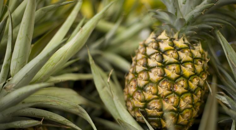 Így tudhatod meg, jó-e az ananász Fotó: Getty Images
