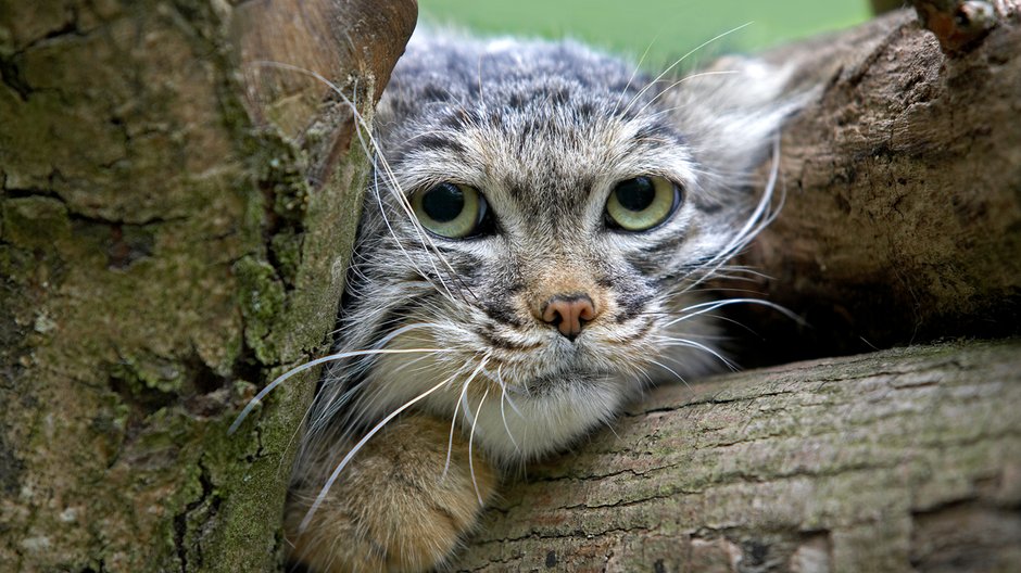 Wrocławskie zoo organizuje pokazowe karmienie manuli