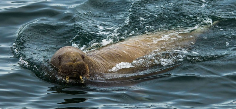 Mors Wally "terroryzuje" brytyjskie wybrzeże. Zatapia luksusowe jachty