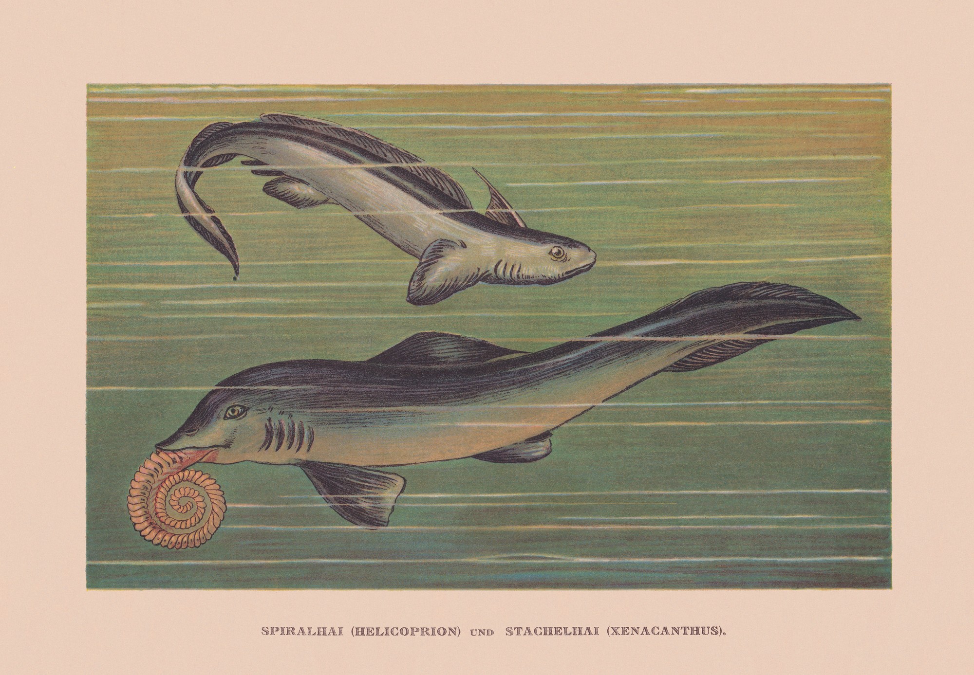 Helicoprion