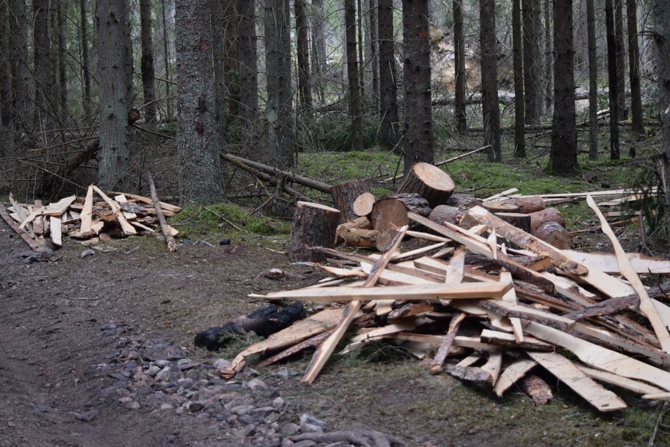 Rezerwat Przyrody Lasy Naturalne na południu Puszczy Białowieskiej.