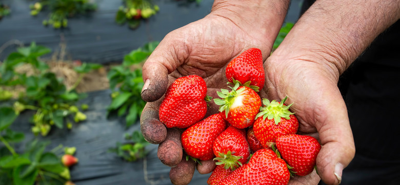 Jakie towarzystwo na grządce lubią truskawki? Posadź te rośliny i ciesz się koszami owoców