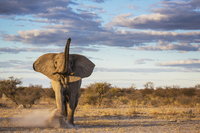 Elárvereznek 170 elefántot Namíbiában, hogy csökkentsék a túlzottan megnövekedett elefántpopulációt