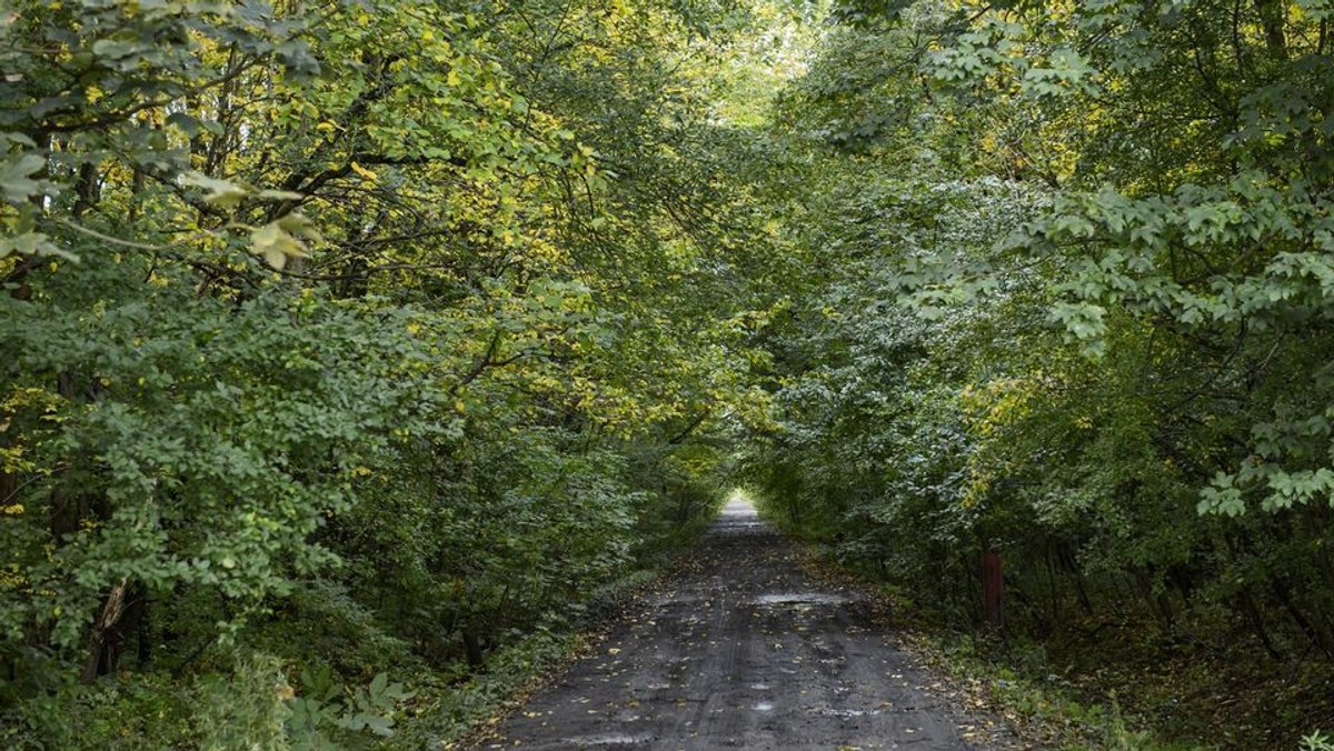 Zamiast 150 hektarów dzikiego, naturalnego lasu - rezydencje i uporządkowany park. Taki był pomysł władz Łodzi na zagospodarowanie terenów po dawnym poligonie na Brusie. Dziś wiceprezydent oświadczył jednak, że ten projekt to już przeszłość.