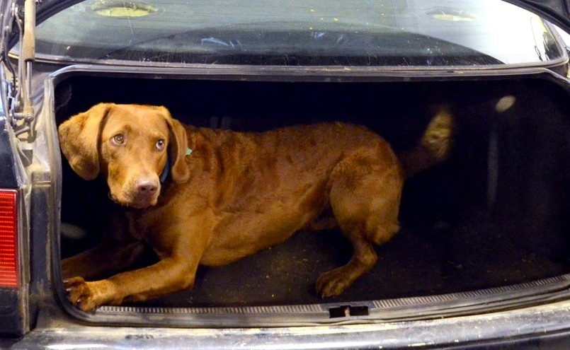 Astra - pies rasy Chesapeake Bay Retriever