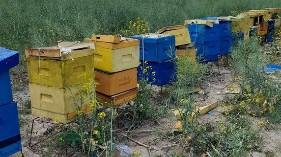 Zniszczone pszczele ule w Wawrowie