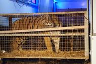 tygrys w klatce