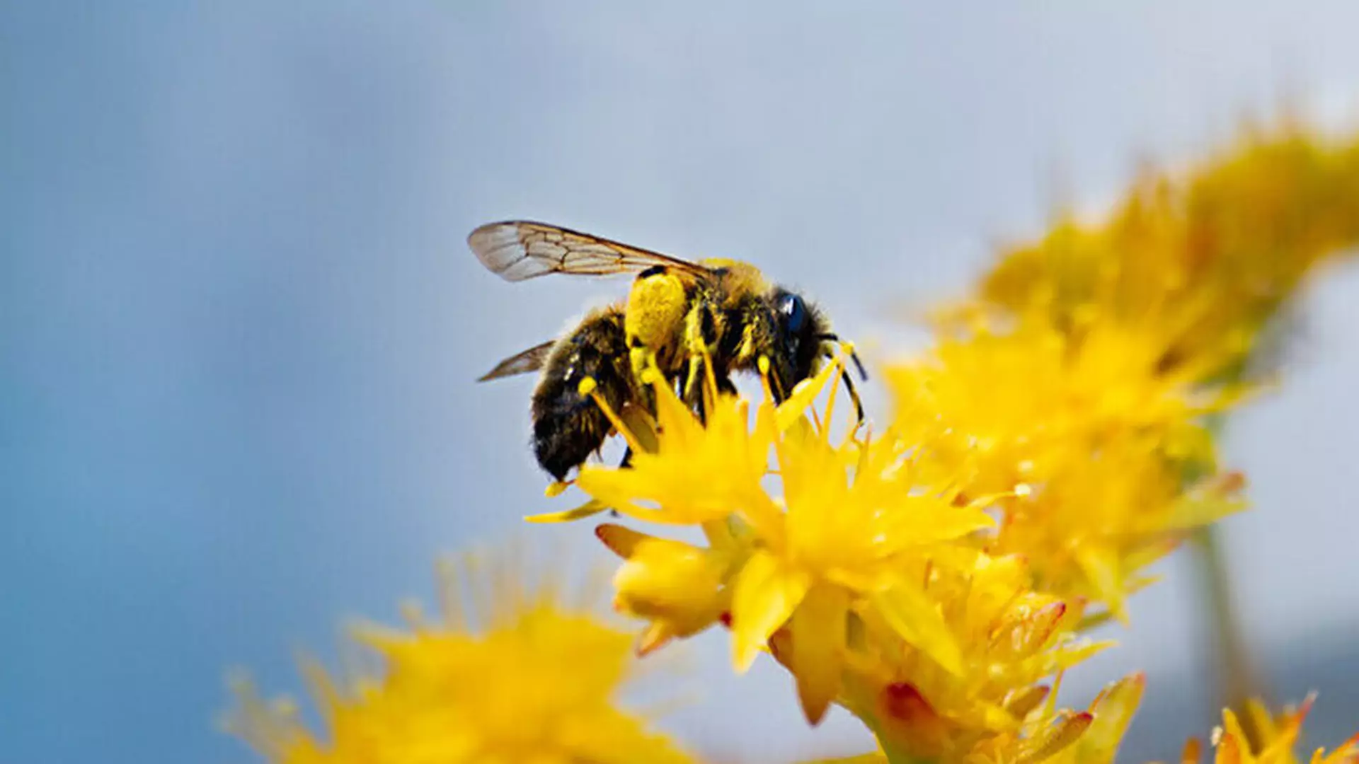 Fakty o pszczołach i o tym, dlaczego musimy o nie zadbać już dziś