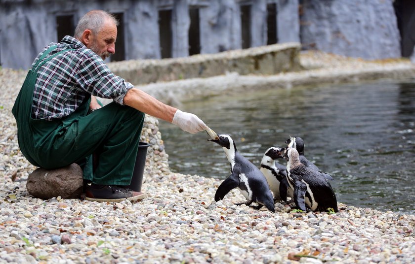 Pokazowe karmienie pingwinów w łódzkim ZOO