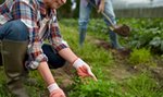 Posadź te rośliny w ogrodzie, a ślimaki będą omijać go z daleka