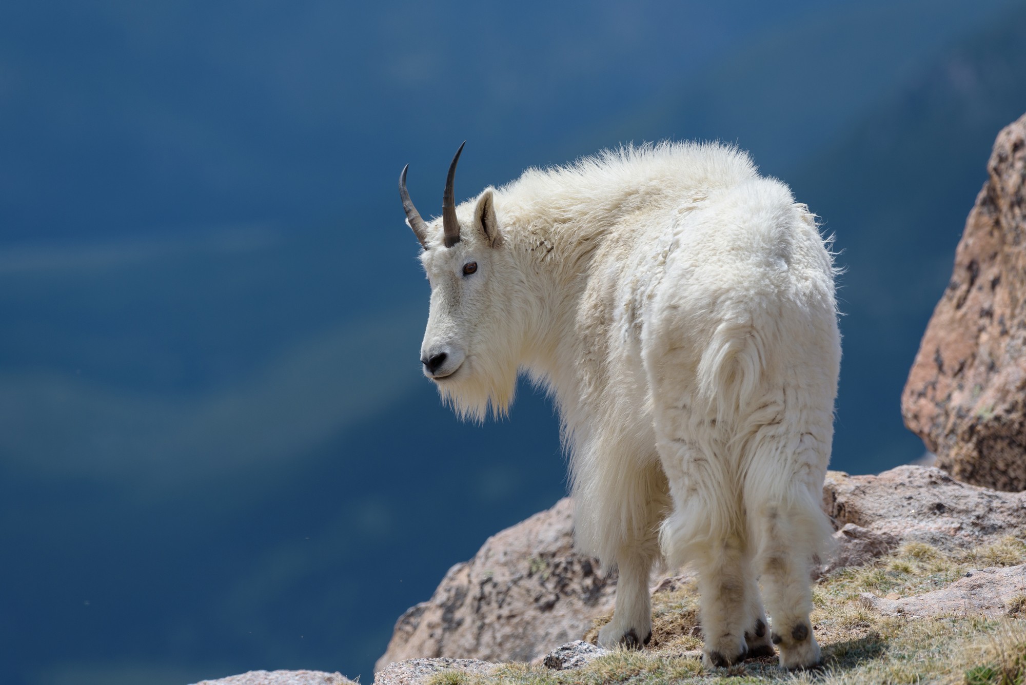 Kozorožec iberský zaútočil na holandskú turistku a zhodil ju z útesu v Španielsku. (ilustračné foto)