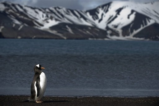 ANTARCTICA - FEATURE