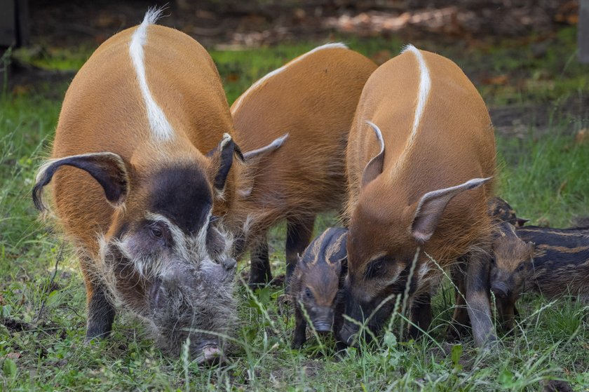 Rodzinka świnek rzecznych w chorzowskim zoo powiększyła się o 8 maluchów