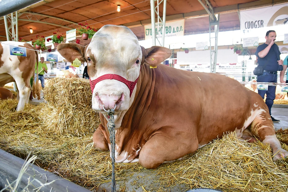Izložba stoke