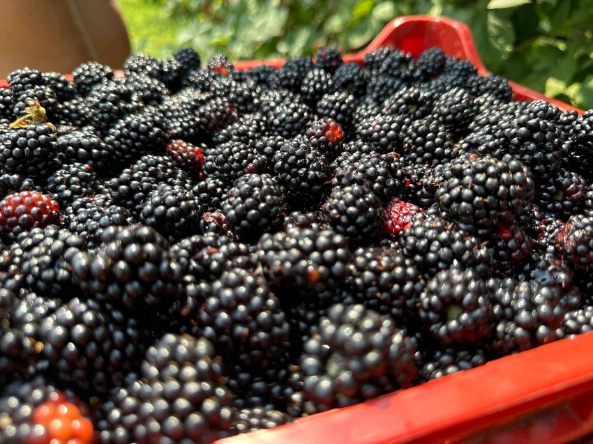 Dragutin: "Kupina pre dve godine bila 280, prošle 180, a sada 100 dinara po kilogramu"