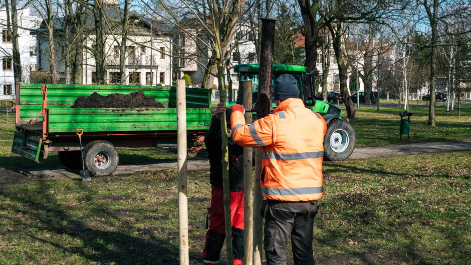 Pracownicy poznańskiego Zarządu Zieleni Miejskiej przystąpili do prac. Tej wiosny posadzą setki nowych drzew w miejskich parkach i przy drogach.