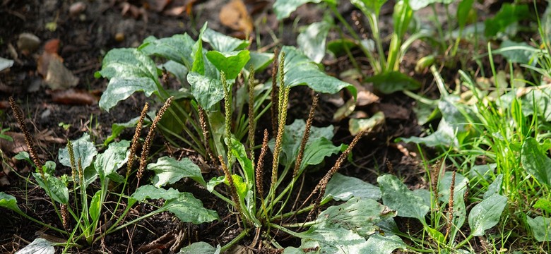 Chwasty prawdę powiedzą: wskazują na rodzaj gleby. Sprawdź, co urośnie w twoim ogrodzie [Lista roślin]