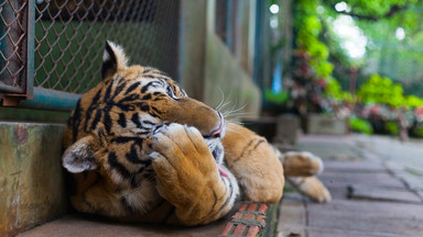 Tygrys Gideon uratowany przez zoo w Poznaniu nie żyje. "Dziś płaczemy"