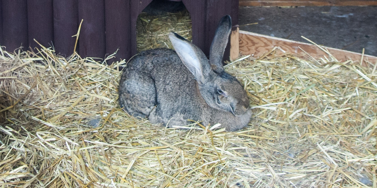 Nowi mieszkańcy zoo polubili swój dom