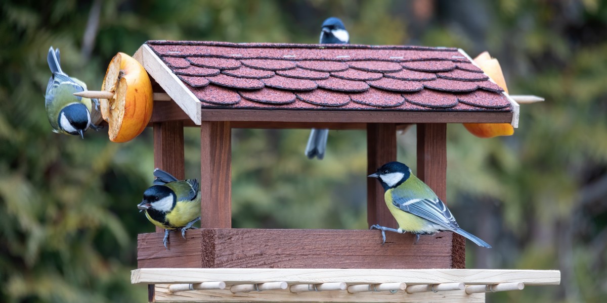 Do ogrodu, na taras i balkon. Zobacz karmniki dla ptaków