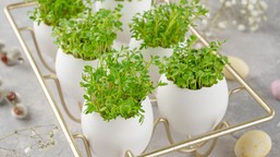 kiedy siać rzeżuchę na wielkanoc 2026? ten termin jest idealny, by uzy