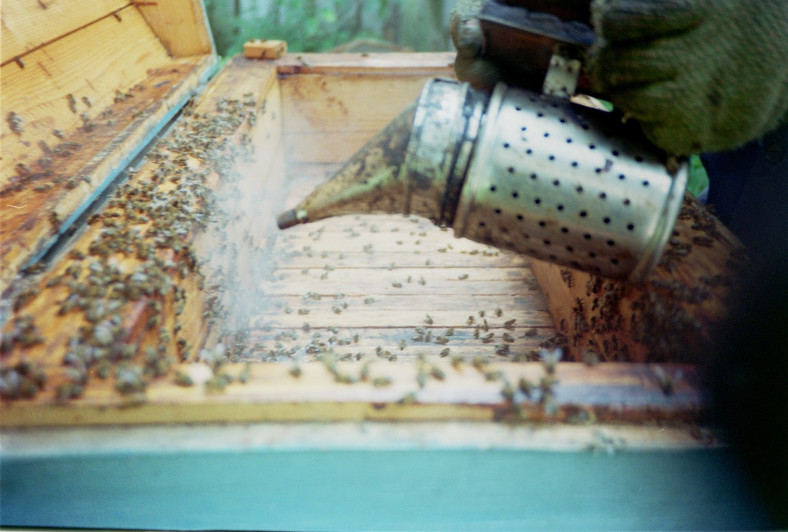 Odymianie pszczół przed wydobyciem z ula ramek z miodem