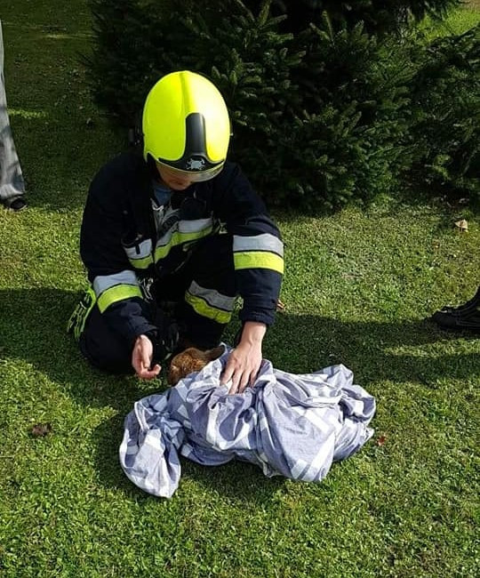 Grzybiarz uratował psa, który topił się w studni