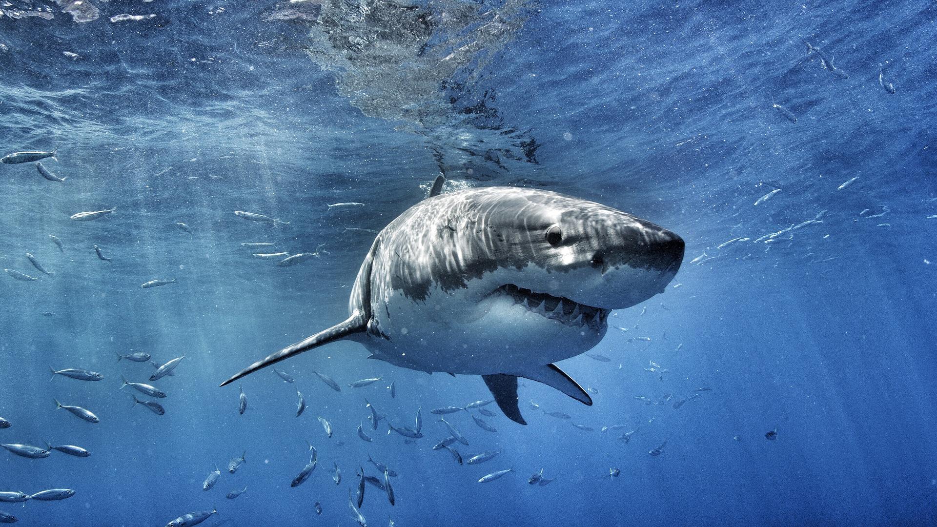 Кархарадон. Акула кархародон. Белая акула кархародон. Большая акула МЕГАЛОДОН. МЕГАЛОДОН И большая белая акула.