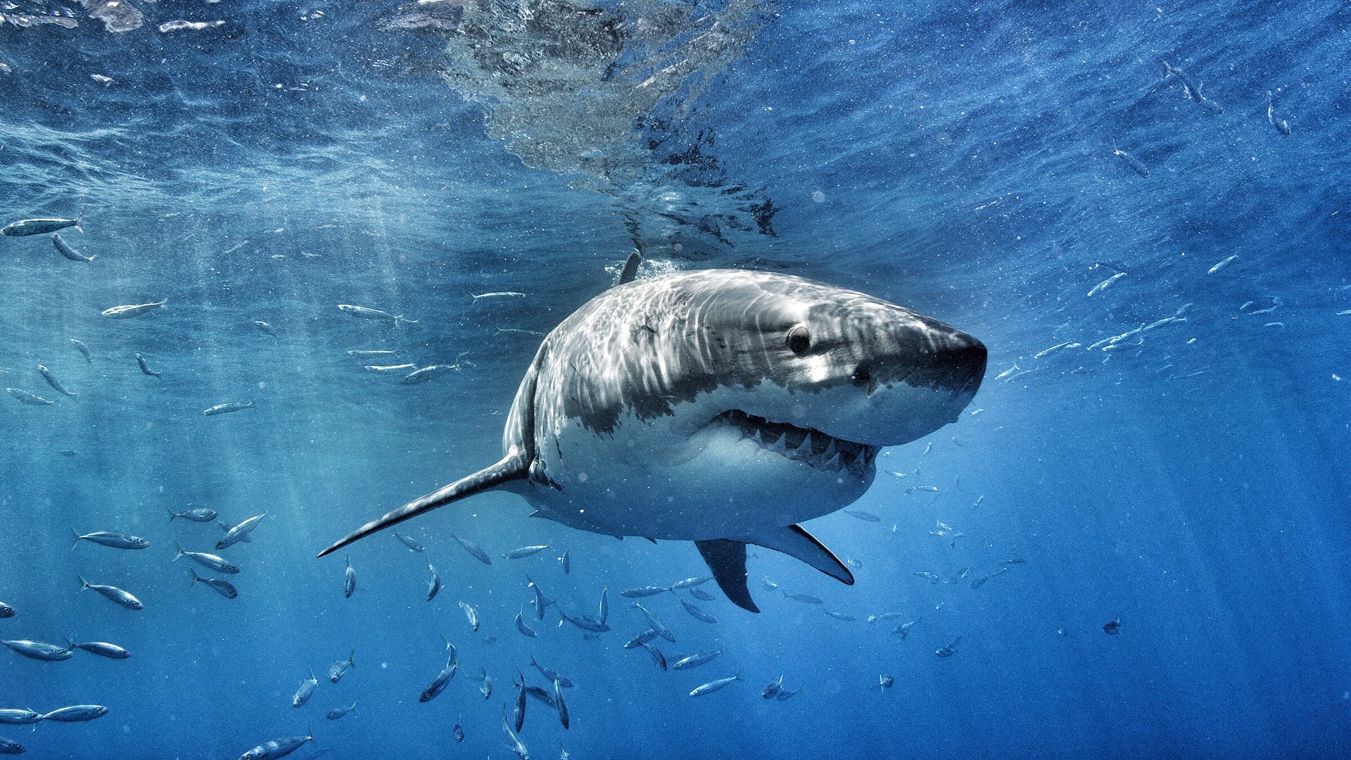 Акула мегалодон. Акула кархародон. Белая акула кархародон. Carcharodon Megalodon.