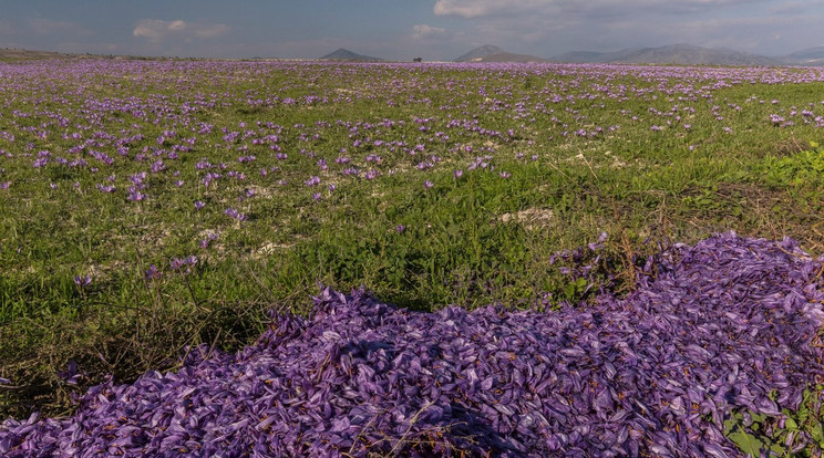 Sáfránymező a görögországi Kozani közelében, előtérben a már leszüretelt növények / Kép: profimedia