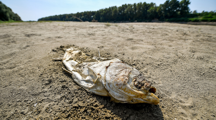 Haltetem a Tisza alacsony vízállása miatt kialakult homokpadon, a kiskörei vízlépcsőnél 2019. augusztus 29-én / MTI/Czeglédi Zsolt