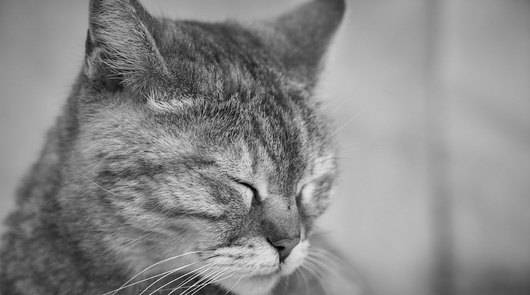 Könyörület nélkül gázolt halálra egy háromlábú macskát egy nő Hatvanban / Illusztráció: Pixabay