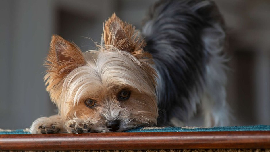 Yorkshire terrier