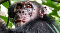 Először figyeltek meg leprás csimpánzokat a vadonban